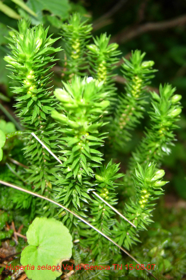 Lycopodiaceae: Lycopodium annotinum e Huperzia selago